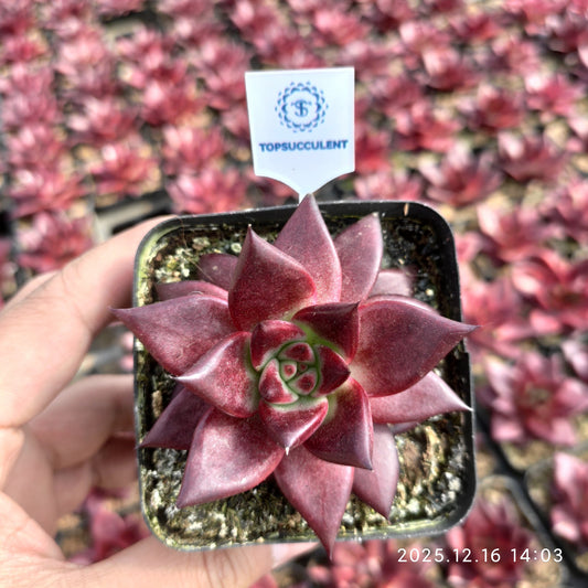 21162 Echeveria Robin (7cm pot size)