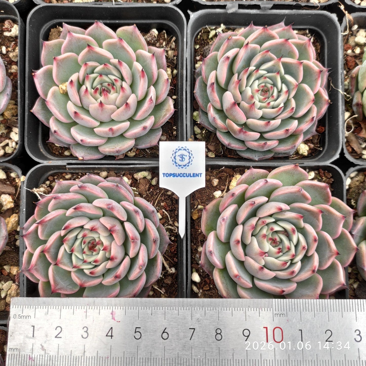 24391 Echeveria Jasmine (7cm pot size)