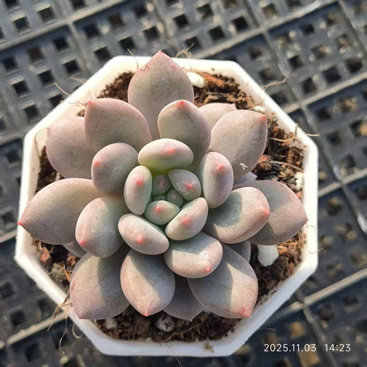 18957 Echeveria Angels Finger (6.5cm pot size)