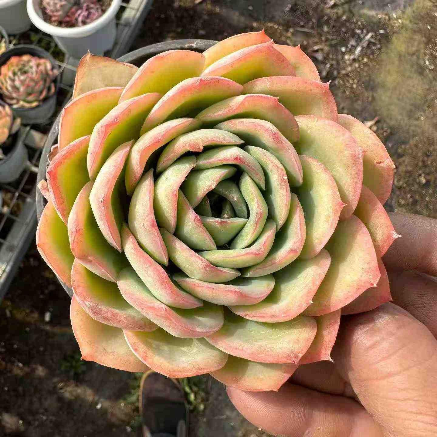 20260312 Echeveria Update – TOPSUCCULENT