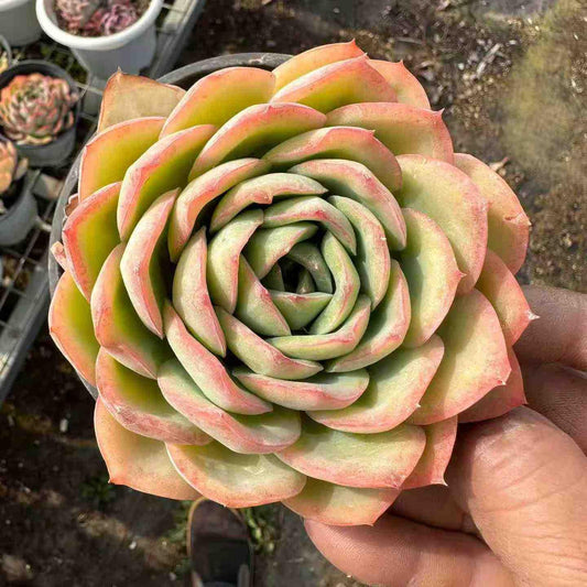 14977 Echeveria Morning Due (12cm pot size)