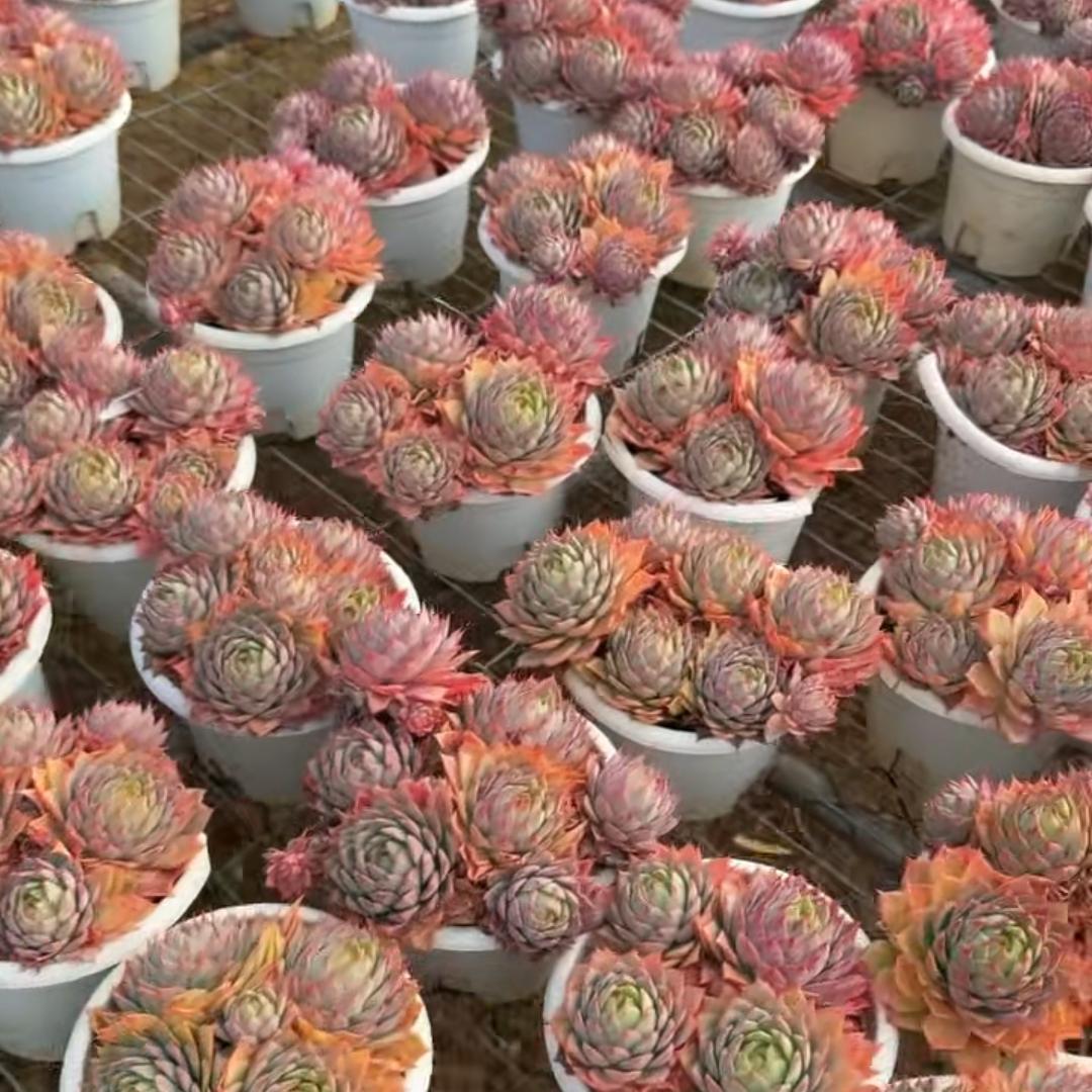 23396 Echeveria Lyndsiana (15cm pot size)