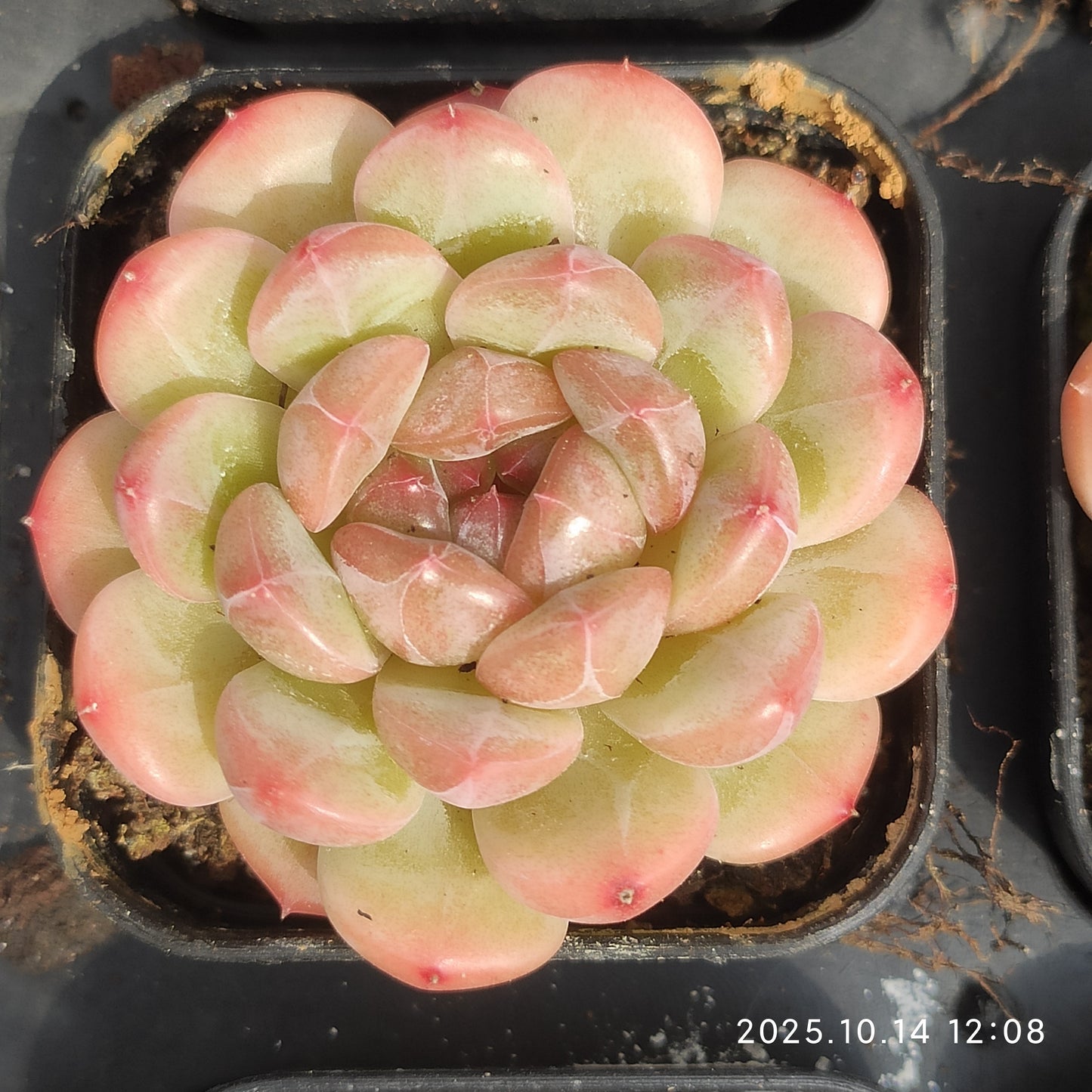 21530 Echeveria Monroe Little Red (5.5cm pot size)