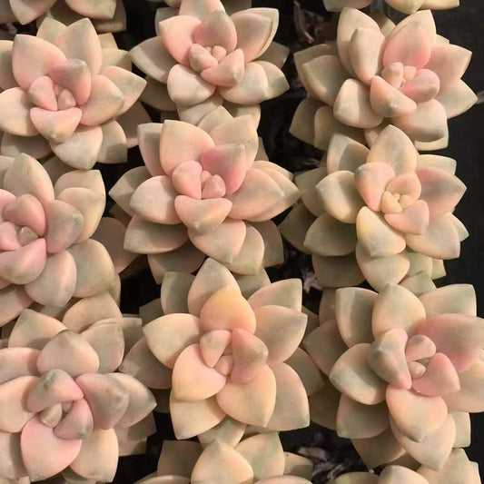 21994 Echeveria Titubans Variegated (3cm pot size)