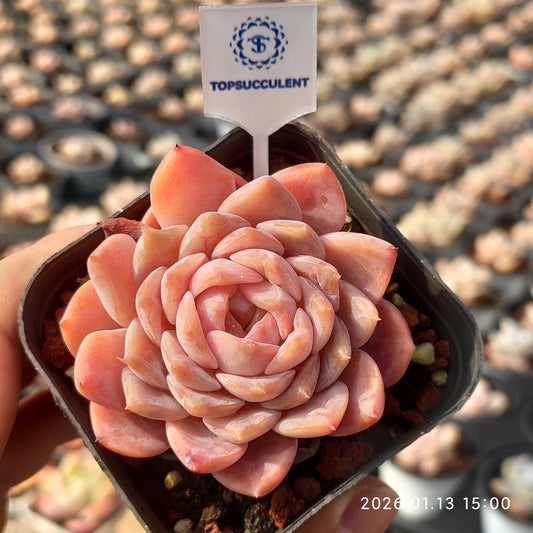 80552 Echeveria Elly Queen (6.5cm pot size)