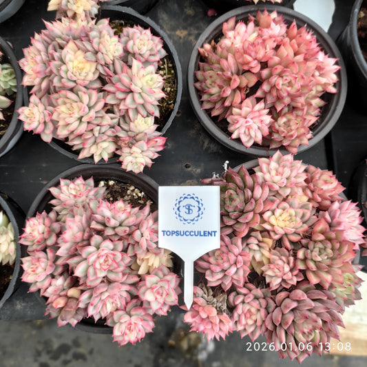 19954 Echeveria Mebina Variegated (9cm pot size)