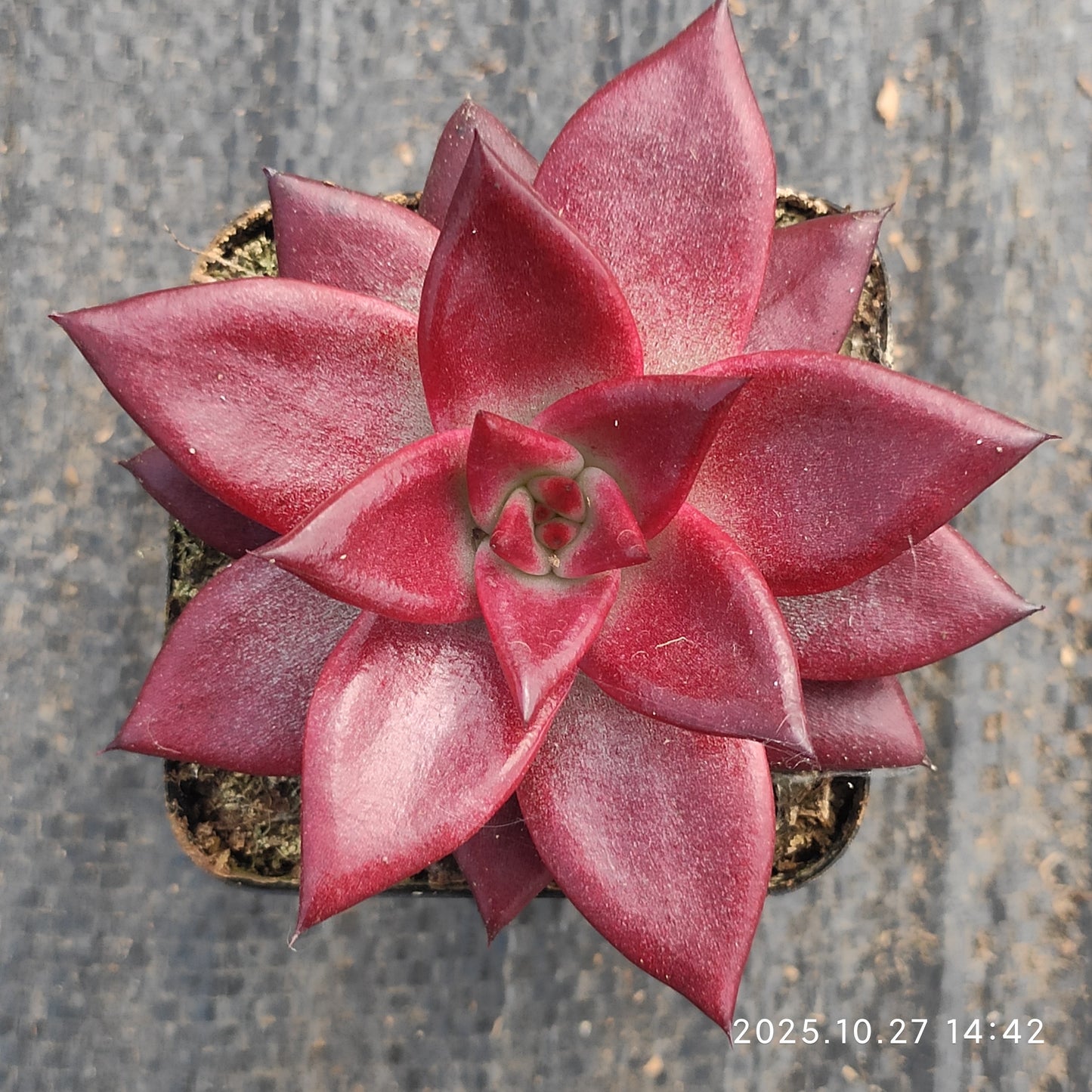 21162 Echeveria Robin (7cm pot size)