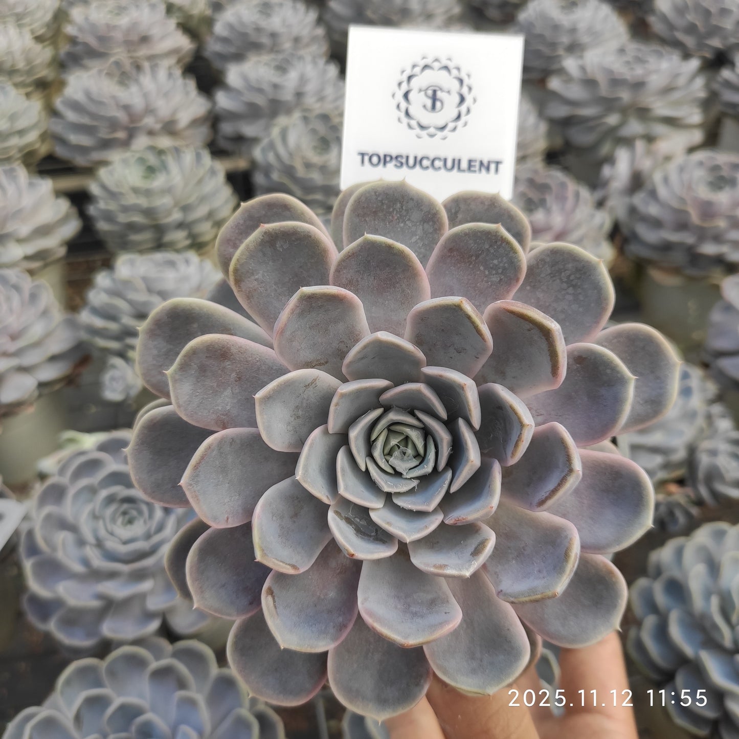 19283 Echeveria Tiny Burger (15cm pot size)