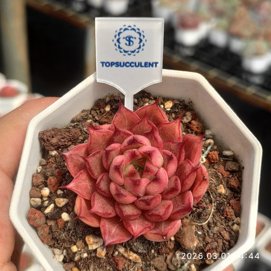 16433 Echeveria Red Glow (7cm pot size)
