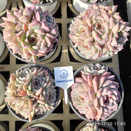 23358 Echeveria Red Velvet (9cm pot size)