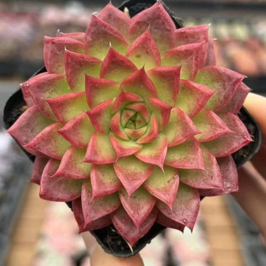 22643 Echeveria Growth (7cm pot size)