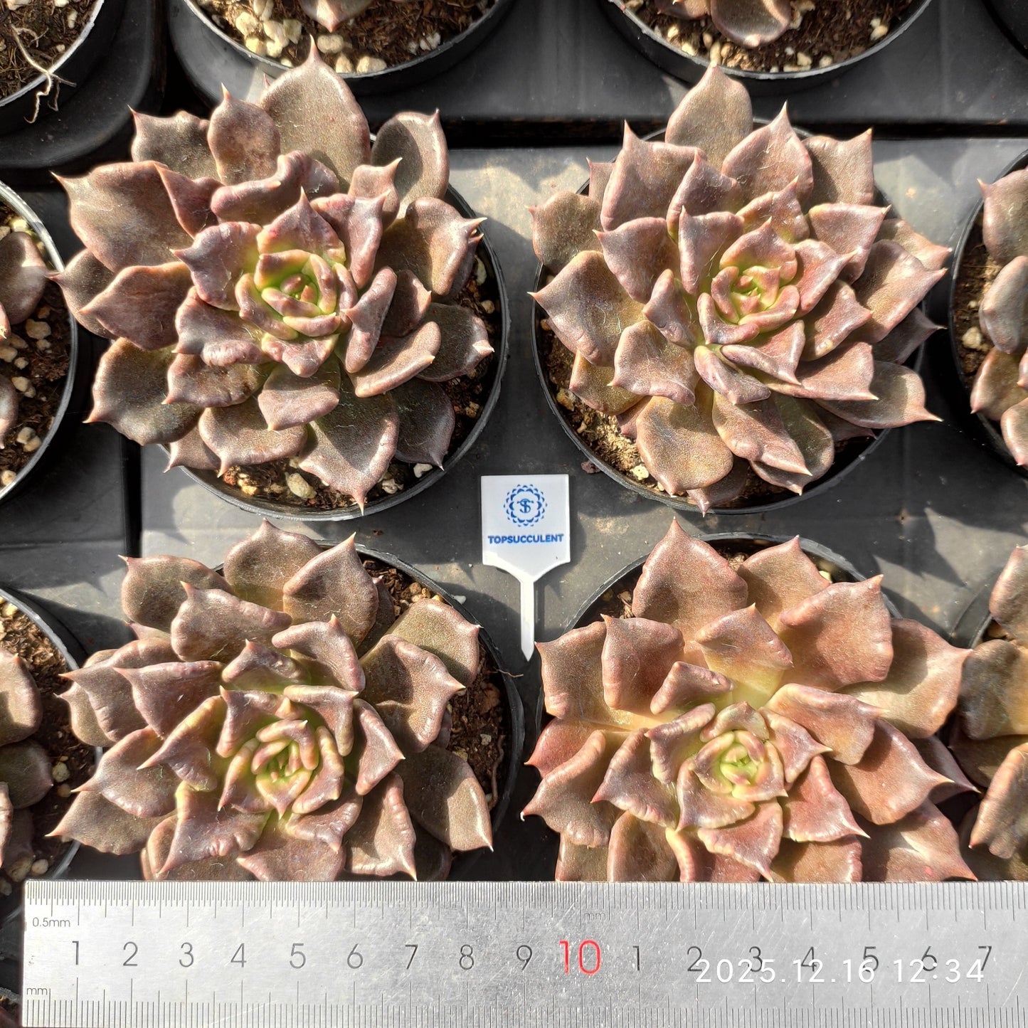23679 Echeveria Black Madiba (9cm pot size)