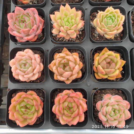 22578 Echeveria Red King Hyb (6.5cm pot size)