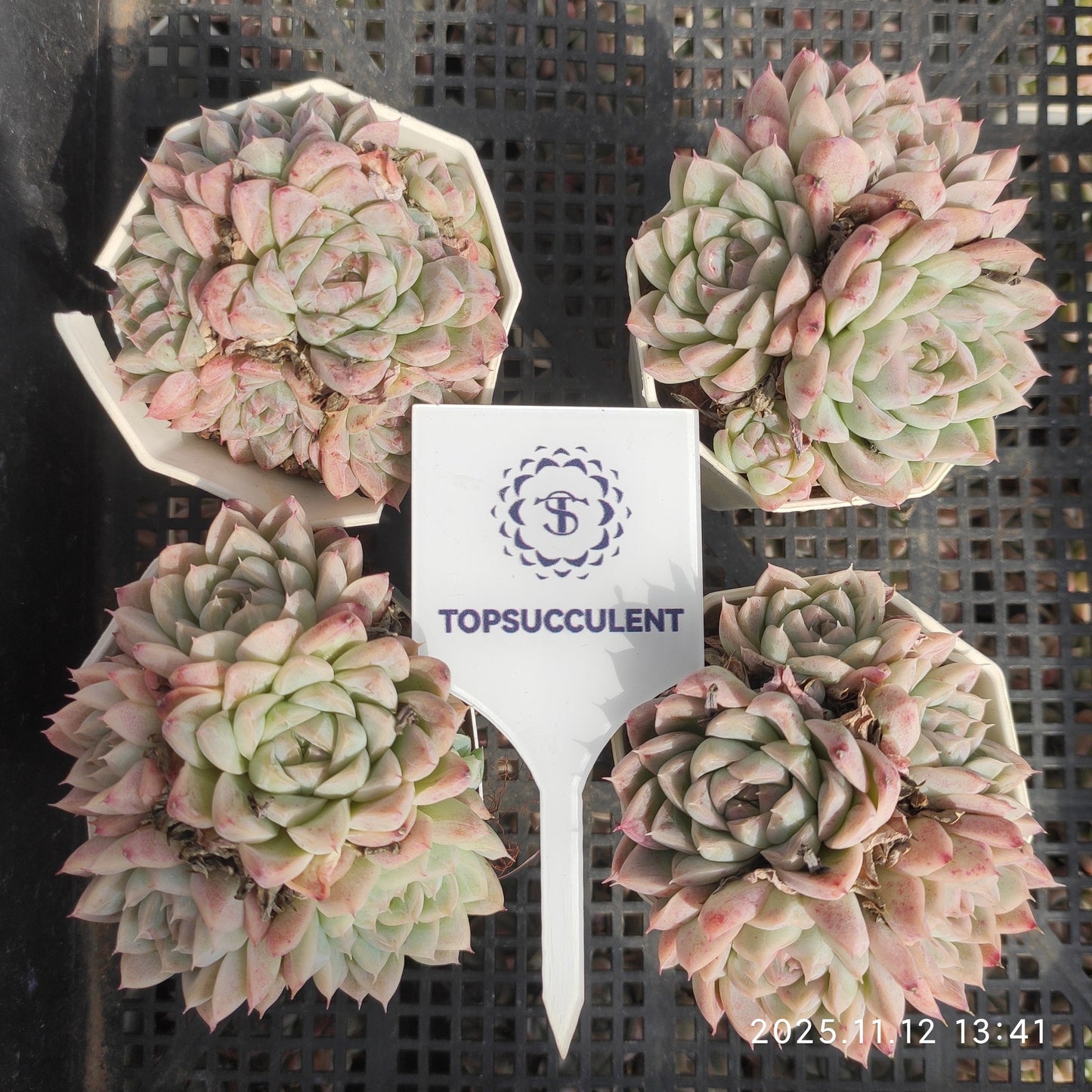 22522 Echeveria Pink Queen (7cm pot size)