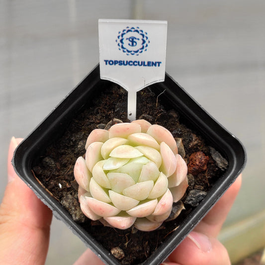 21585 Echeveria Pink Nation (5.5cm pot size)