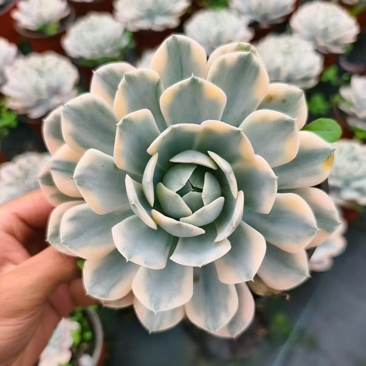 23022 Echeveria Makabenia Variegated (11cm pot size)