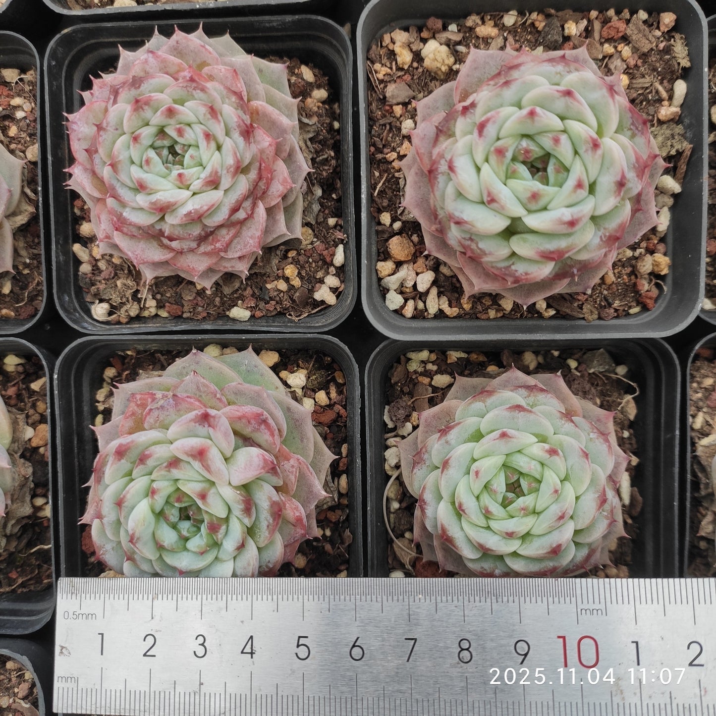18894 Echeveria Red Velvet (7cm pot size)