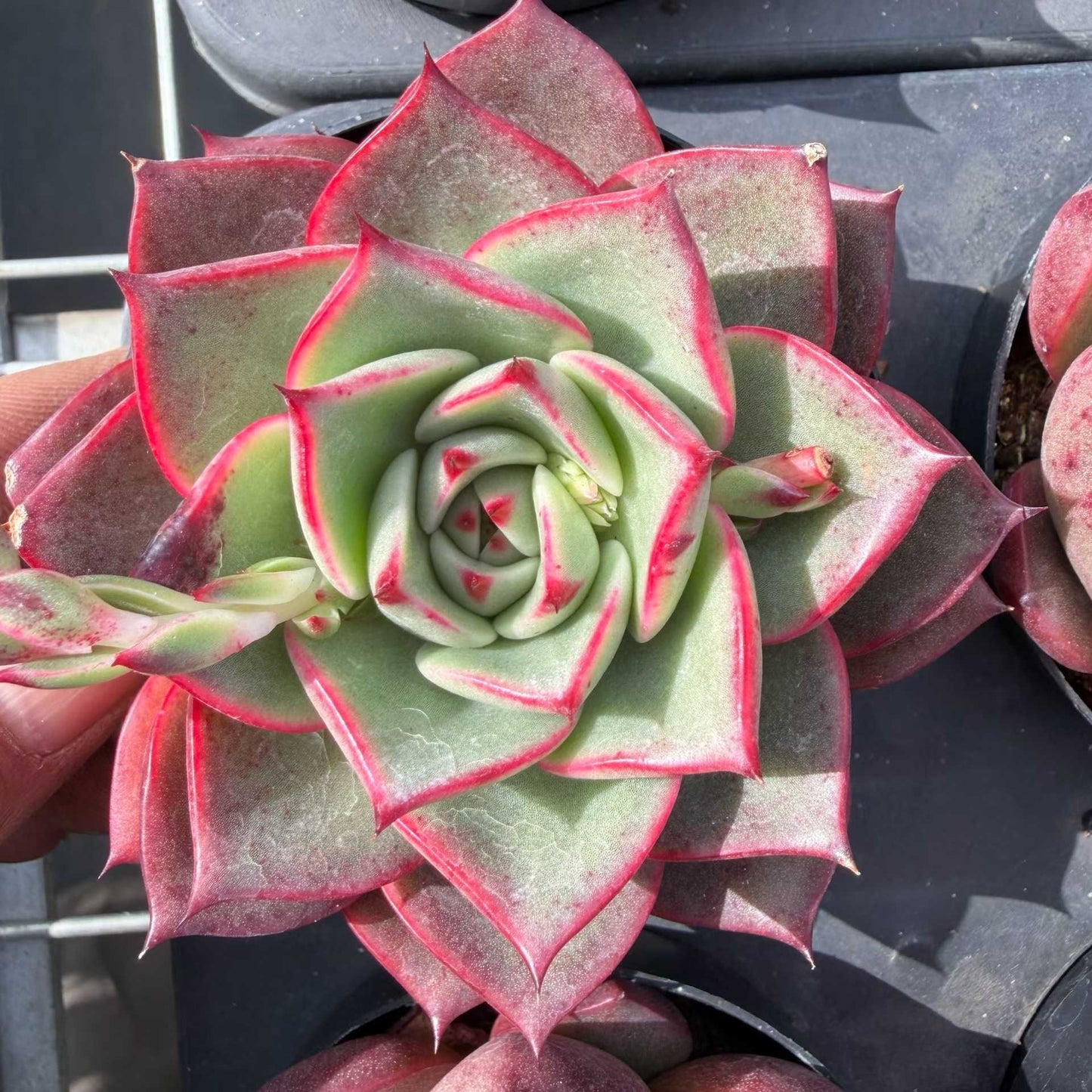 22462 Echeveria Red Bull (9cmpot size)