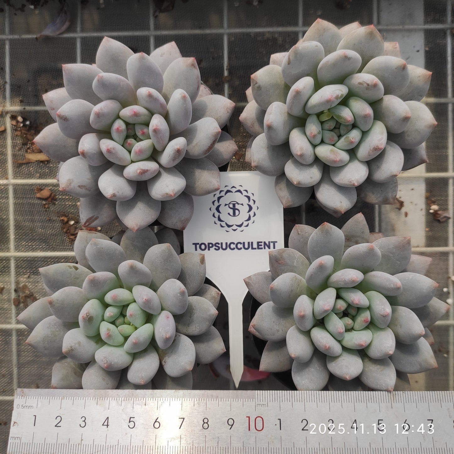20853 Echeveria Half Summer (9cm pot size)