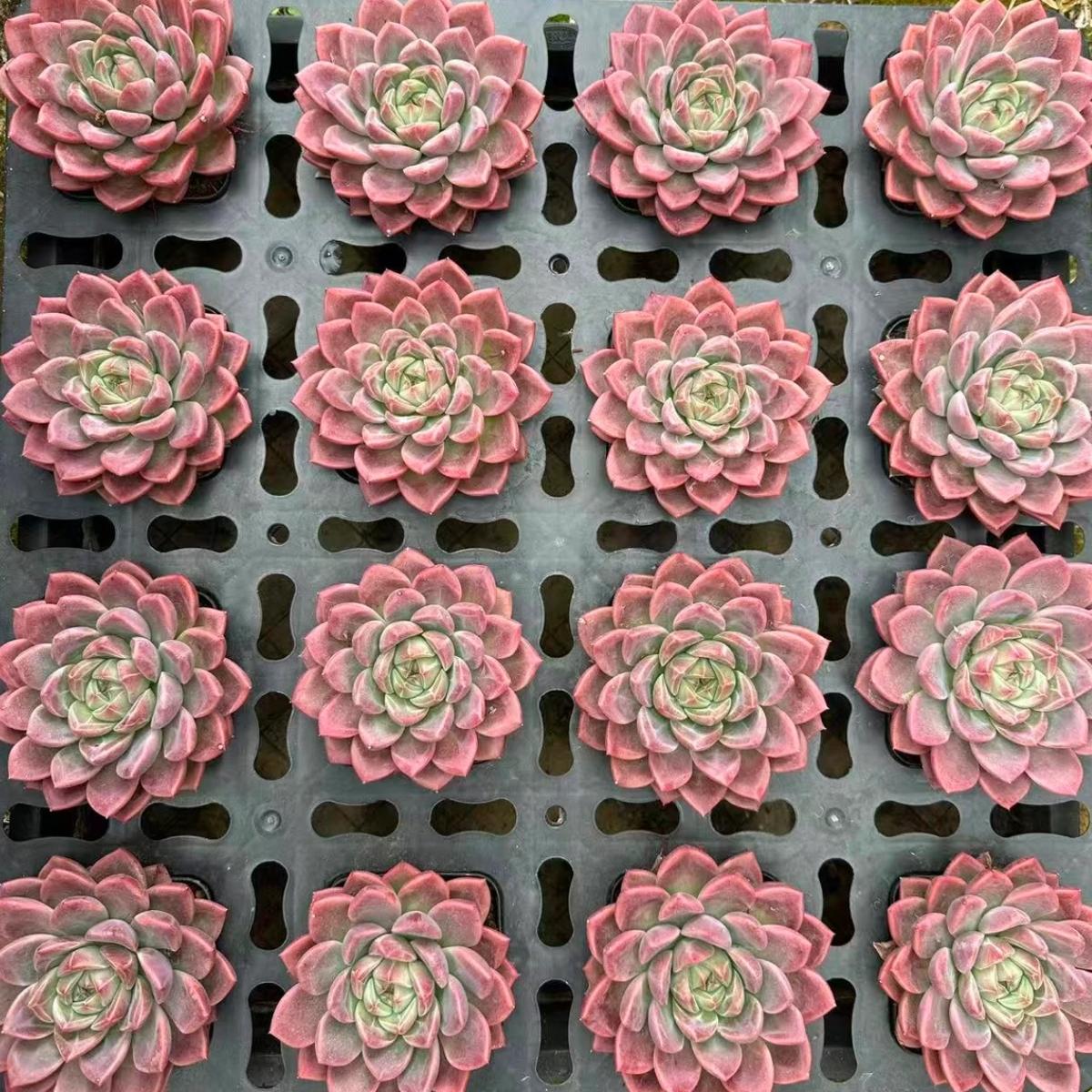 23011 Echeveria Jade Pond (8cm pot size)