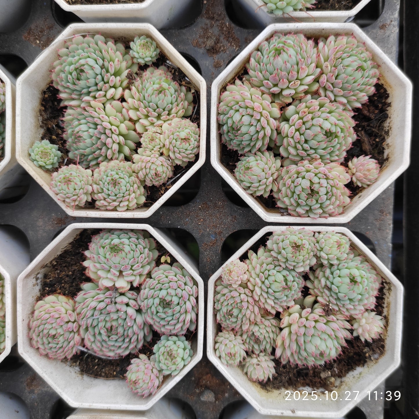 8350 Echeveria Glublosa (7cm pot size)