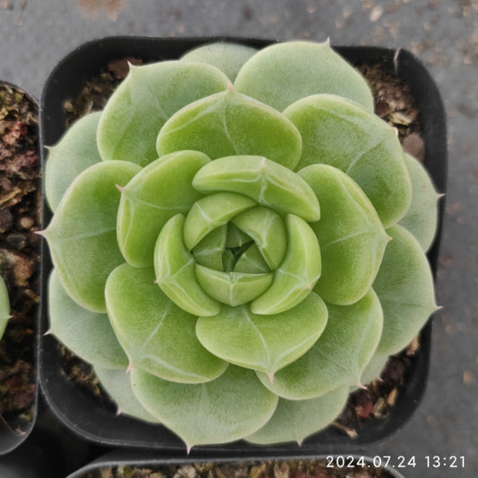 DWZ172 Echeveria Love Silk