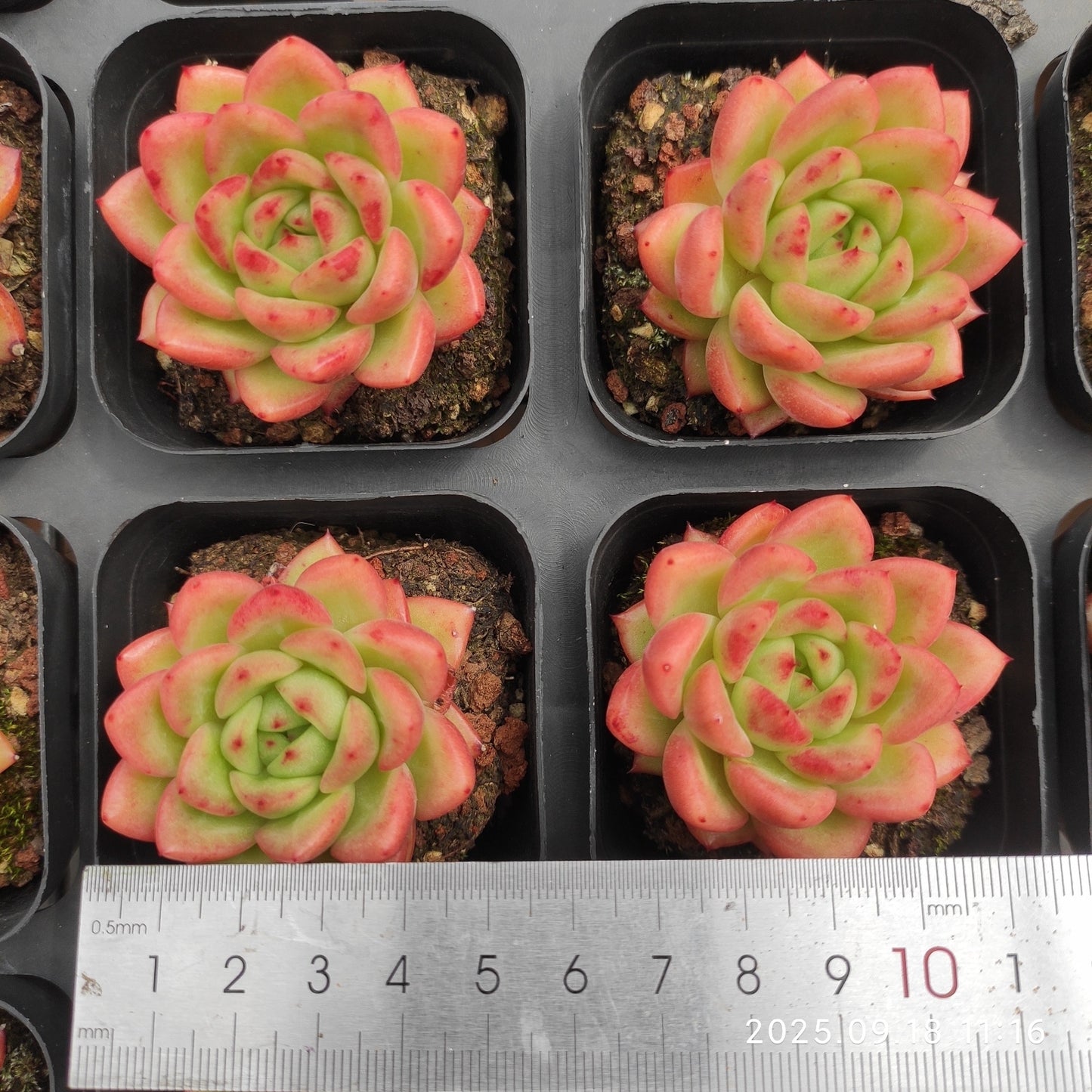 LMM329 Echeveria Red King(6.5cm pot size)