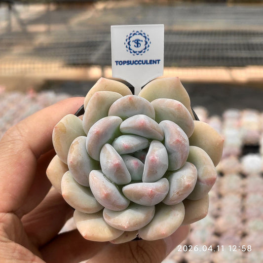 361425 Echeveria Frevel x Monroe (6cm pot size)