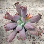 ZZA136 Echeveria Baron Bold(11cm pot size)