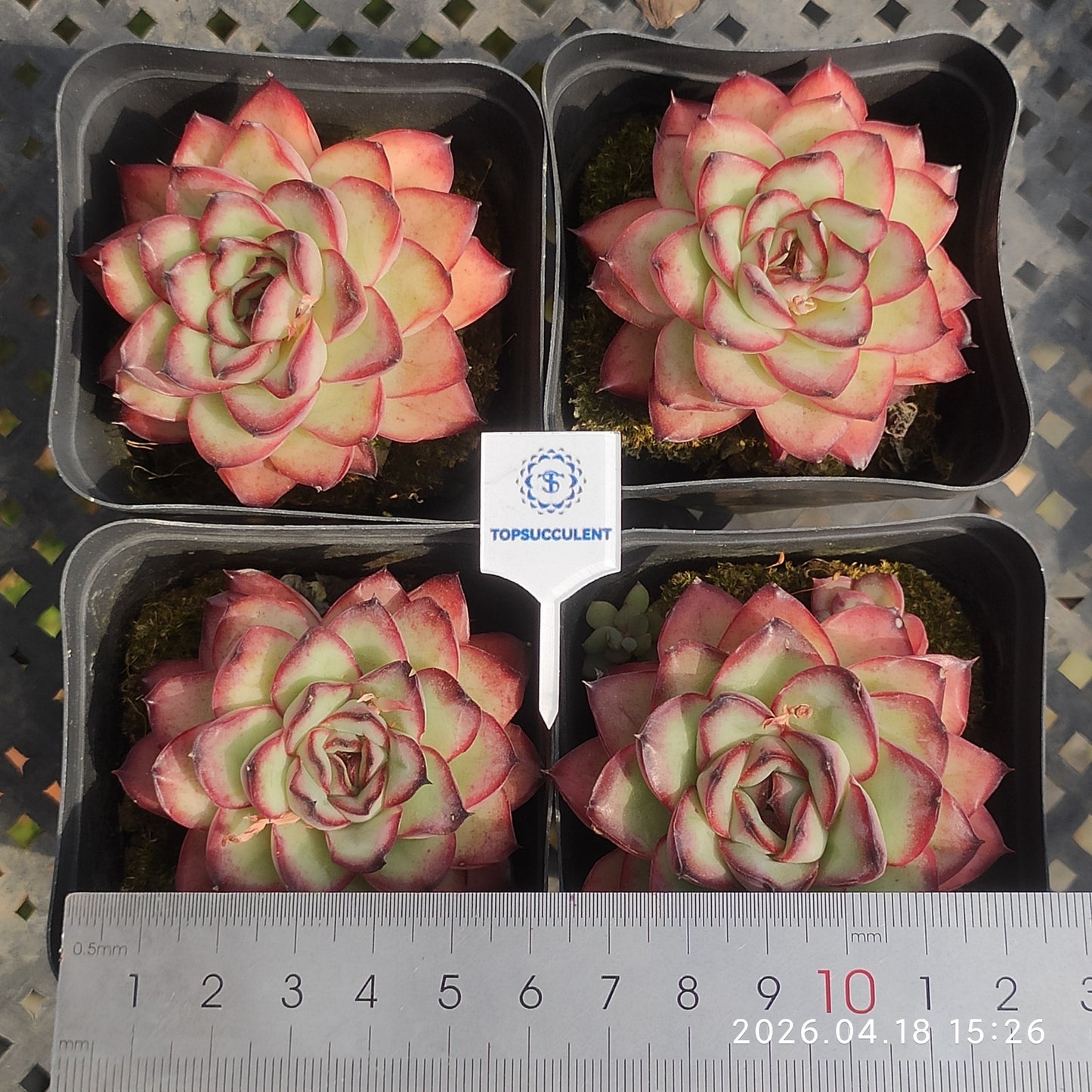 12810 Echeveria Mexico Pulidones (6.5cm pot size)