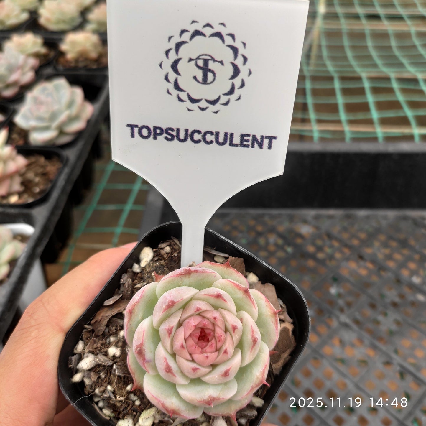 9296 Echeveria Jade Bamboo (6.3cm pot size)