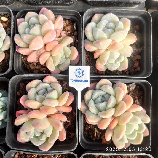 23306 Echeveria Ice Green (7cm pot size)