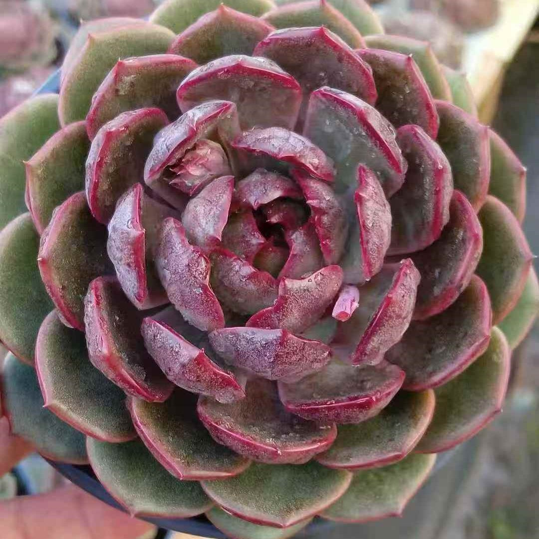 23631 Echeveria Yo-yo (12cm pot size)