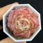 BL2026 Echeveria Crystal Rose Hyb(5cm pot size)