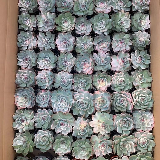 22332 Echeveria Chihuahuaensis Variegated (7cm pot size)