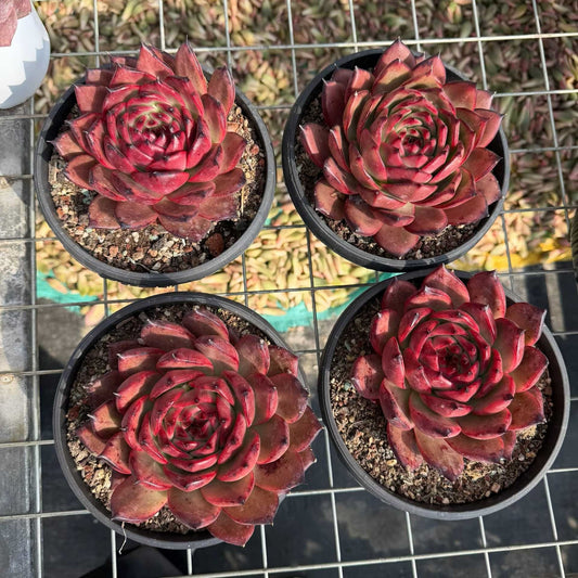 24942 Echeveria Strong (18cm pot size)