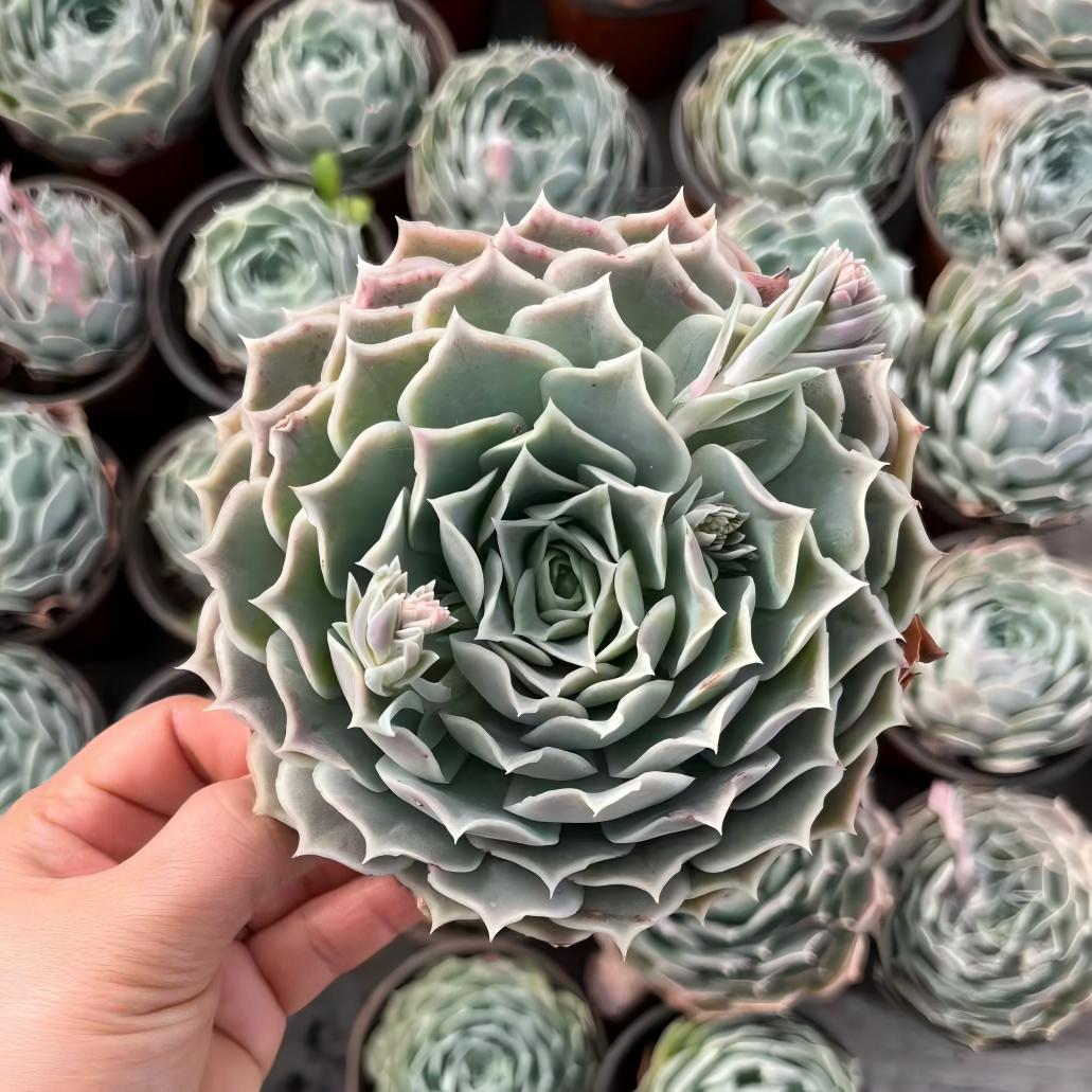 24862 Echeveria Simulance (12cm pot size)