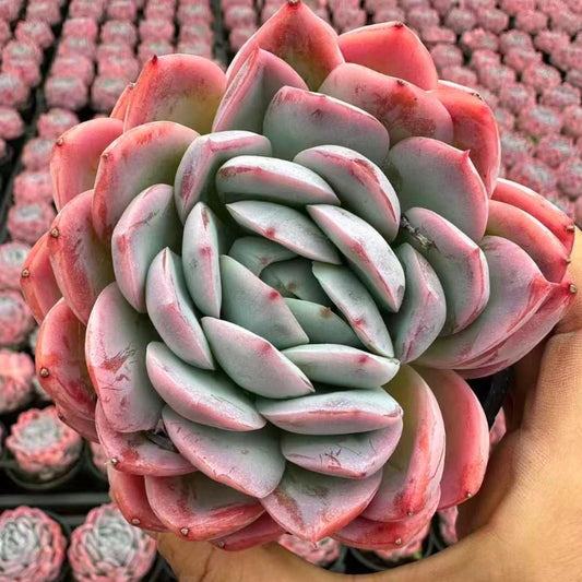 22648 Echeveria Dragon Egg (10cm pot size)