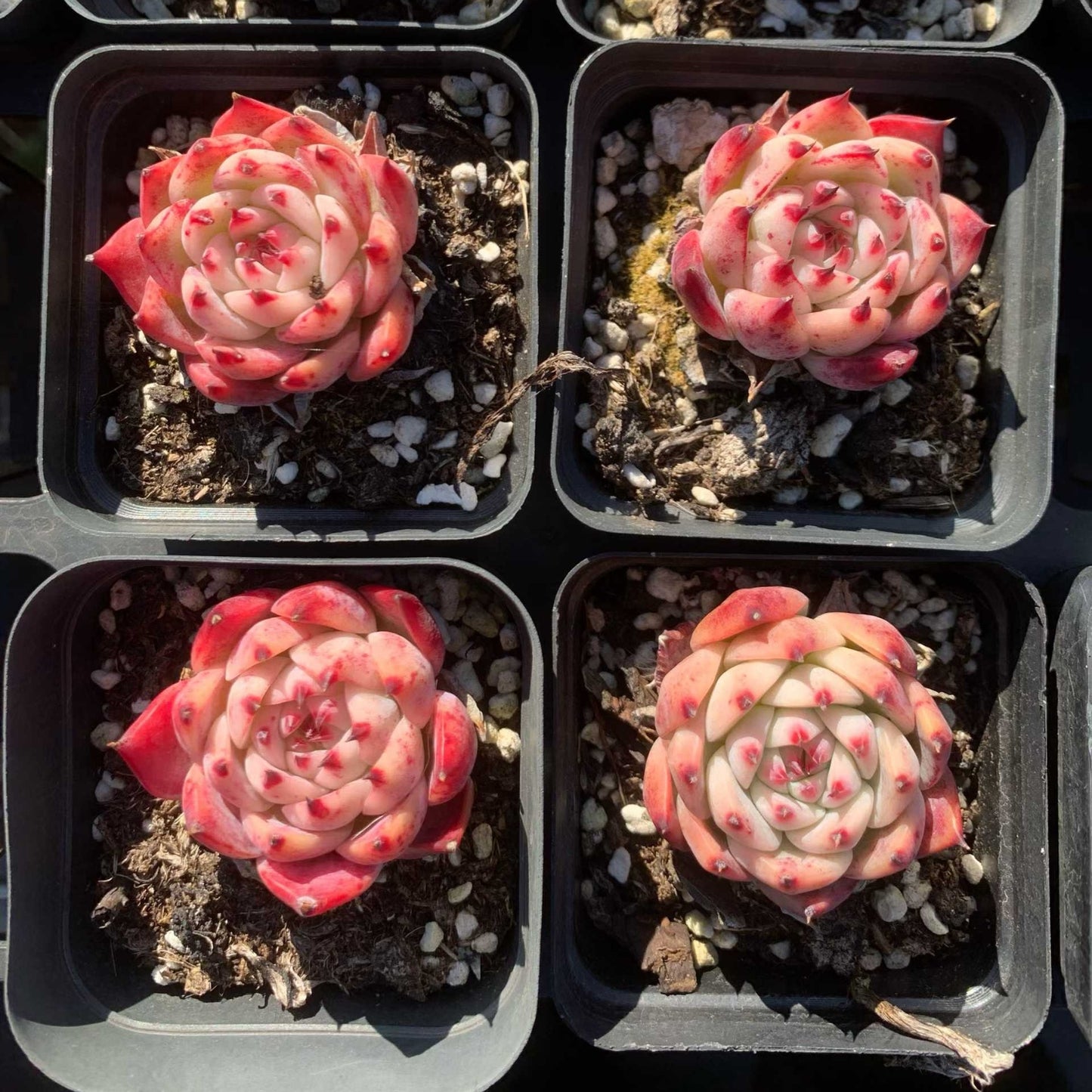 25318 Echeveria Colorata (6.5cm pot size)