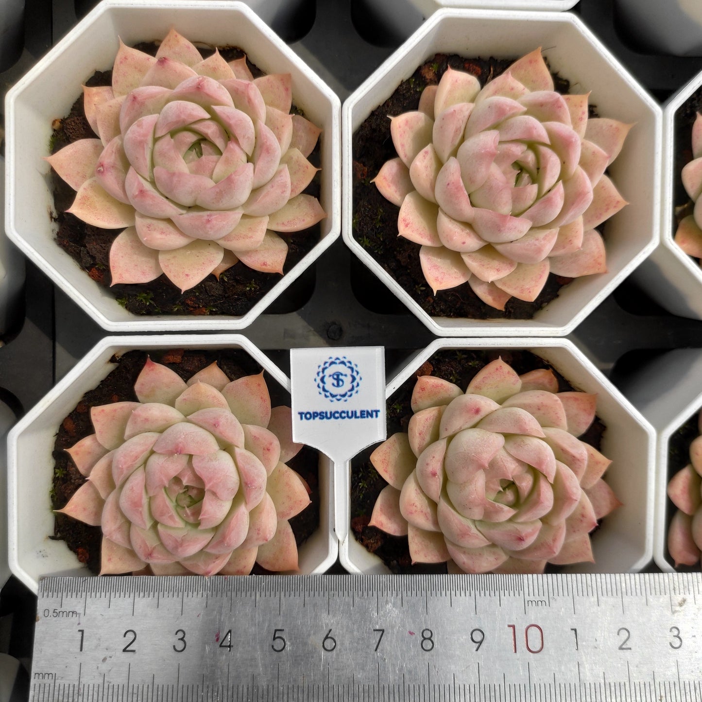 15336 Echeveria Queen of Peach (7cm pot size)