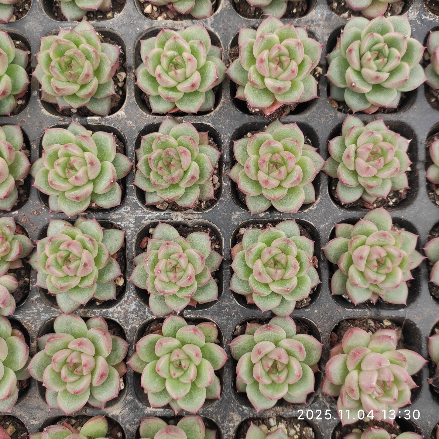 20786 Echeveria Clear Sky Jenny (3cm pot size)