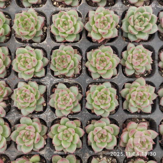 20786 Echeveria Clear Sky Jenny (3cm pot size)
