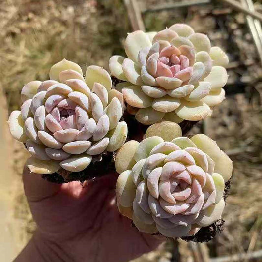 23593 Echeveria Snow Face (3cm pot size)