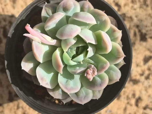 264165 Echeveria Ice Point (7cm pot size)