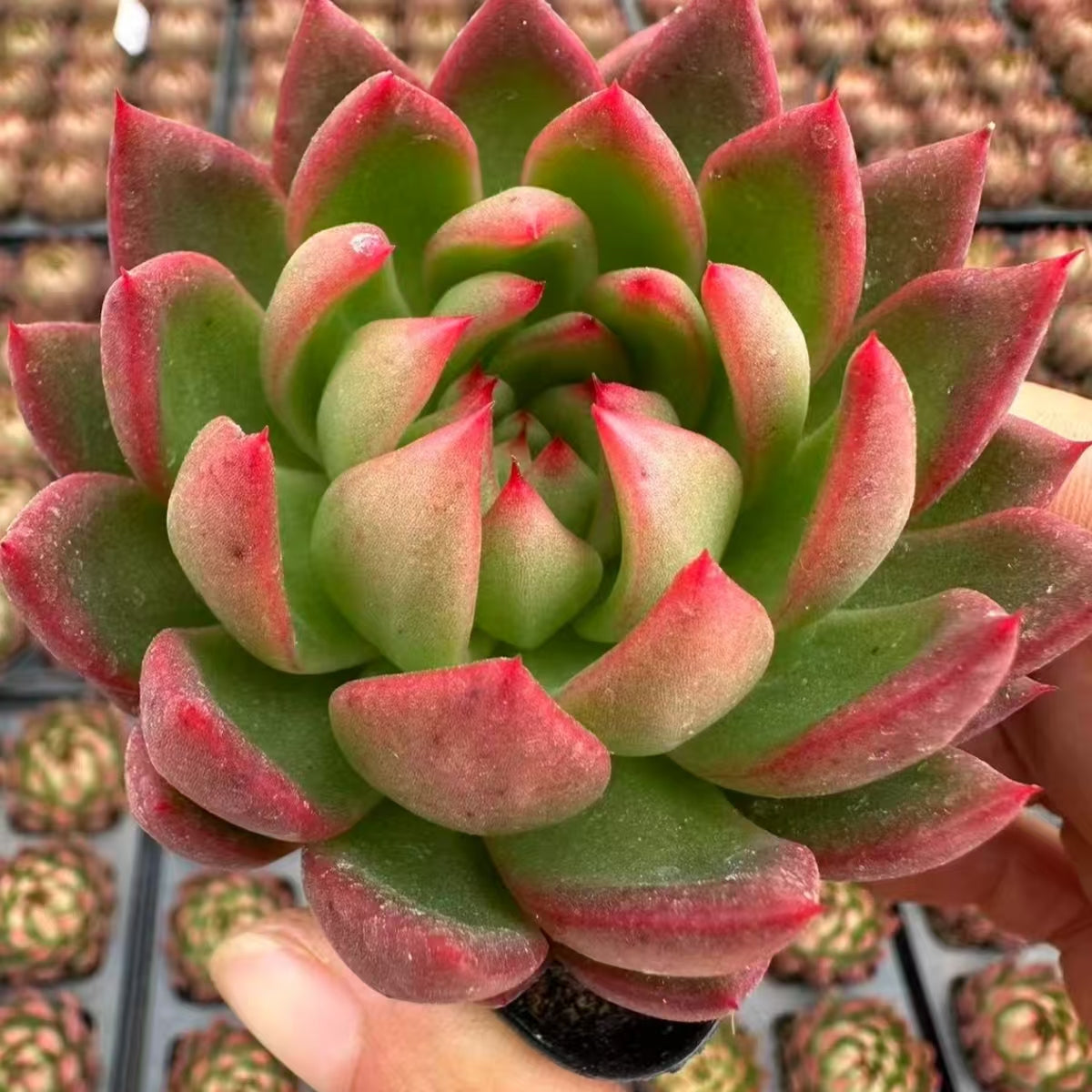 QNY162 Echeveria Sakyamuni(6cm pot size)
