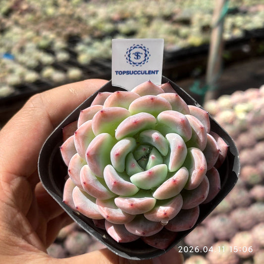 361476 Echeveria Rose Core (6.5cm pot size)