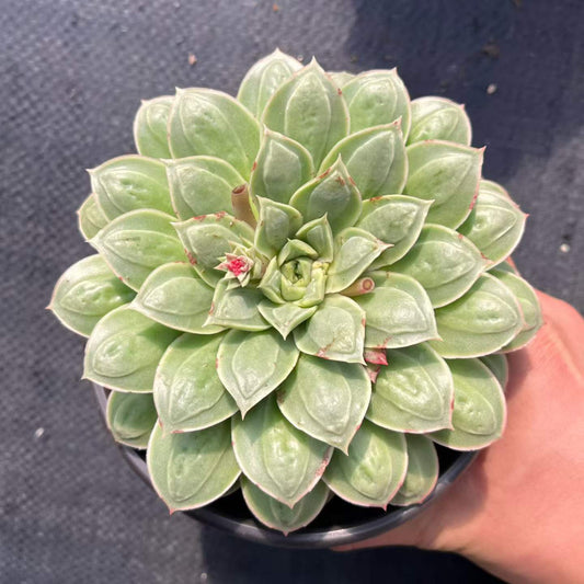 264553 Echeveria Longissima Drops (12cm pot size)