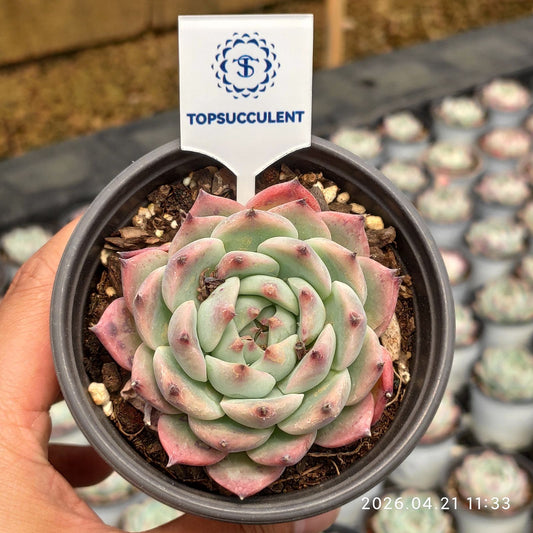 361881 Echeveria Colorata (9cm pot size)