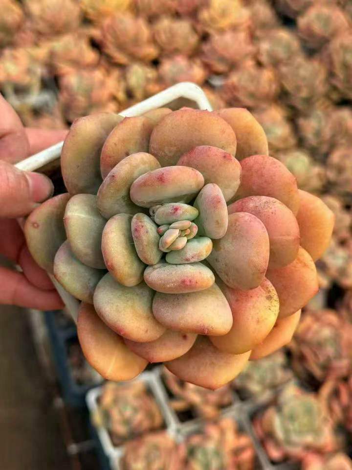 263971 Echeveria Night Galaxy Variegated (10cm pot size)