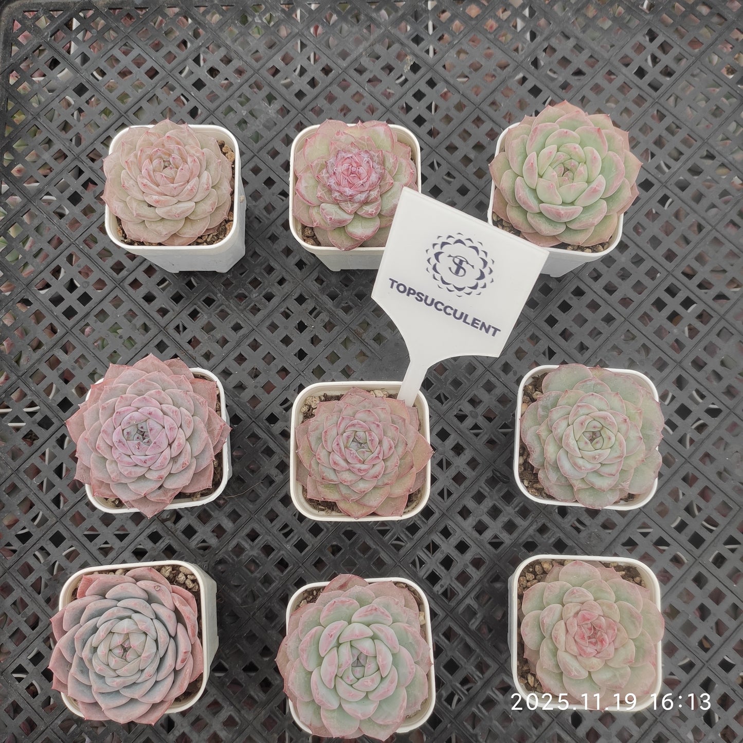 22737 Echeveria Tipsy (5.5cm pot size)